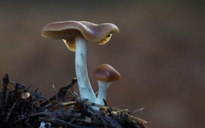 Johns Hopkins Medicine awarded first federal grant for psychedelic treatment research in 50 years