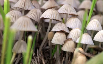 Psychedelic ingredient in magic mushrooms makes music more emotional to our brain