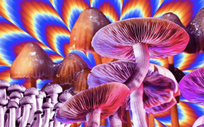 There is a mycological revolution sweeping the planet