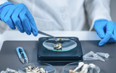 Boris Johnson to consider calls to legalise magic mushroom drug psilocybin