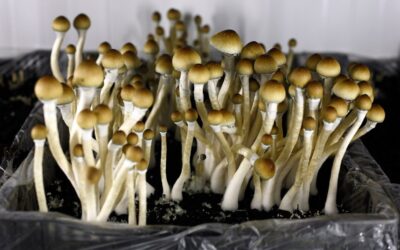Why the push to decriminalize psychedelics is growing in Michigan