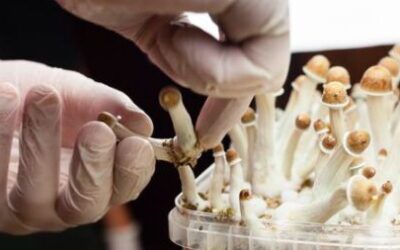 Medical psilocybin use should be decided by a patient and their doctor, not the government