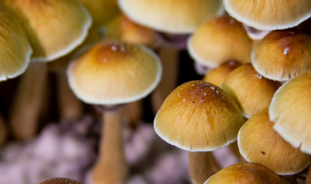 Advocates want ‘magic’ mushroom therapy legalized for treating mental health issues