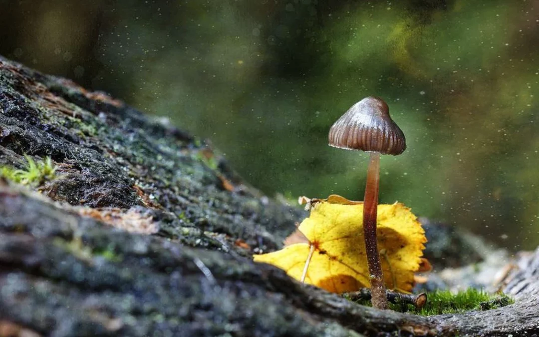 Keenan: Finding the magic in the mushrooms