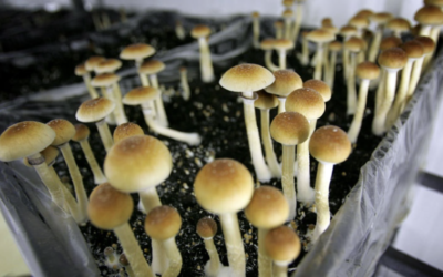 Psilocybin can relieve depressive symptoms in some adults for up to a year, study suggests