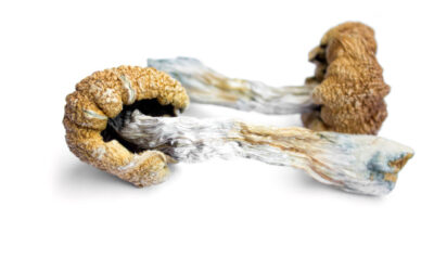 Probing How Magic Mushrooms Might Help Cure Addiction