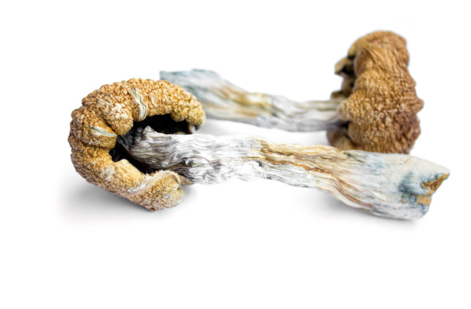 Probing How Magic Mushrooms Might Help Cure Addiction