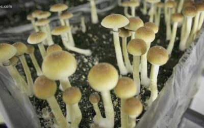 UNC professor shares personal motivation for studying psychedelics as possible treatment for mental illness